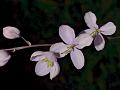 Himalayan Meadow Rue